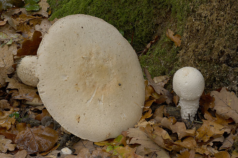 Agaricus crocodilinus
